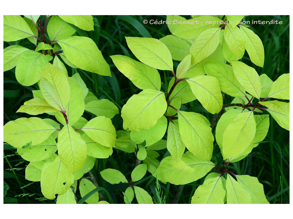 SYRINGA EMODI 'AUREA'