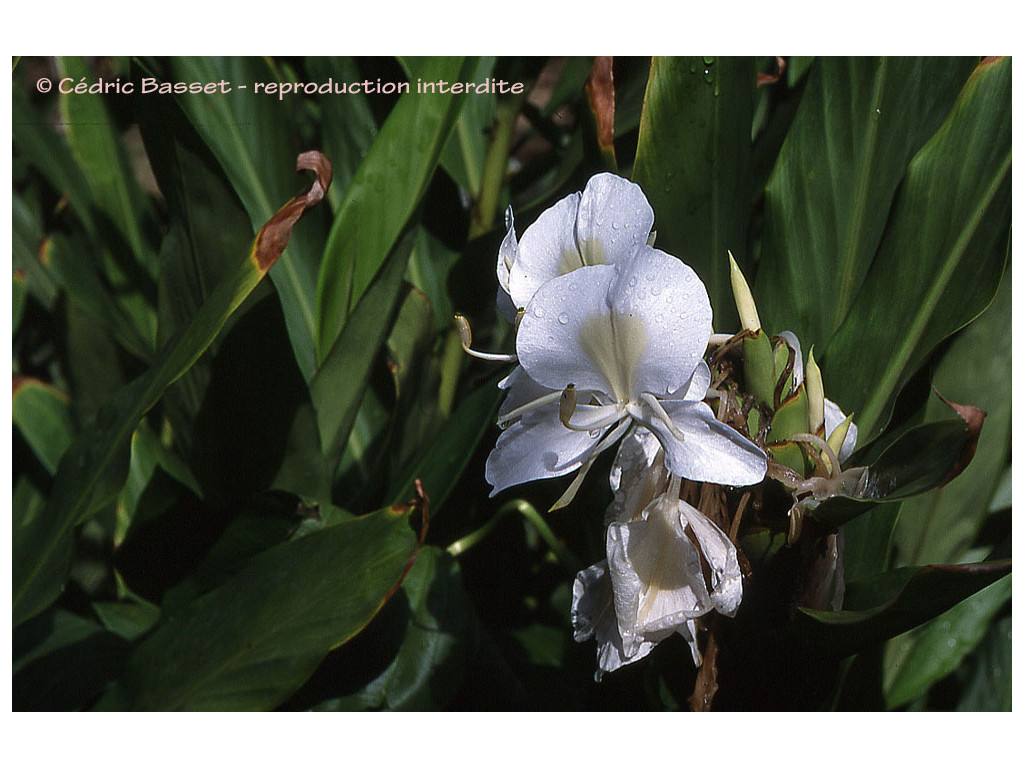 HEDYCHIUM CORONARIUM