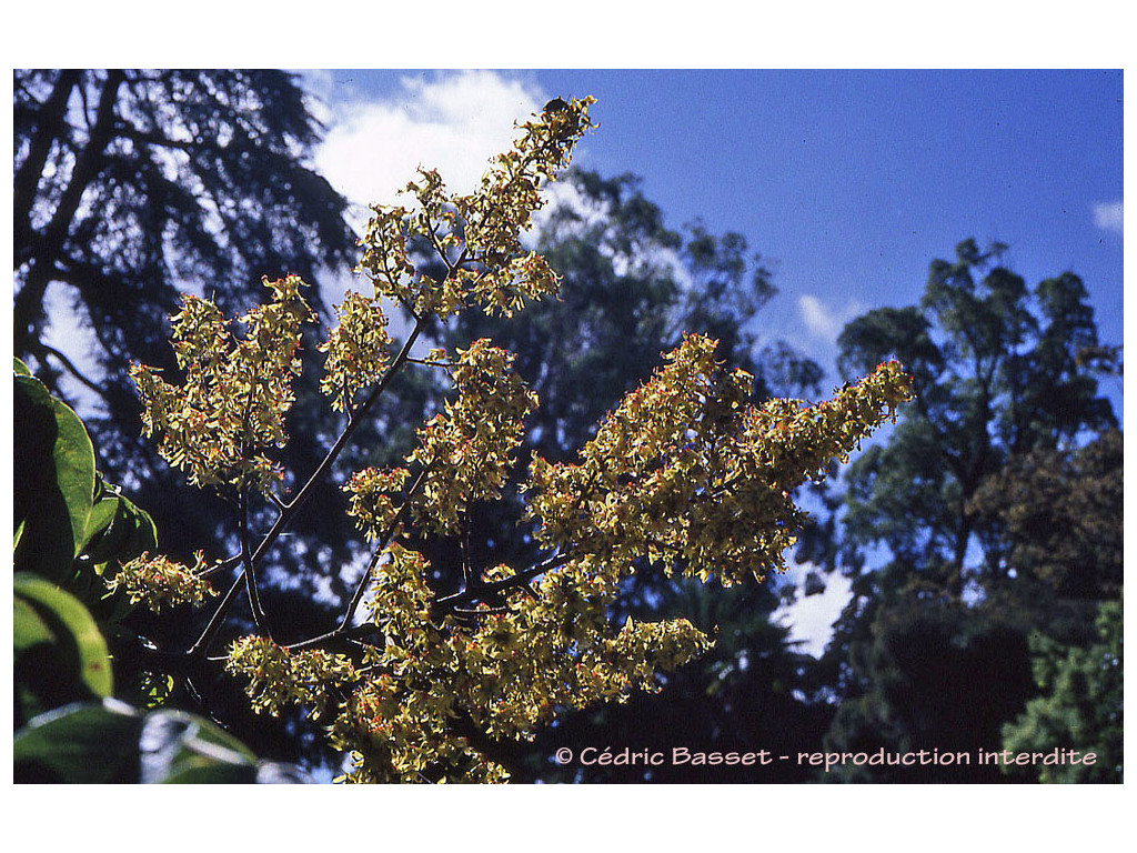 KOELREUTERIA ELEGANS subsp.FORMOSANA