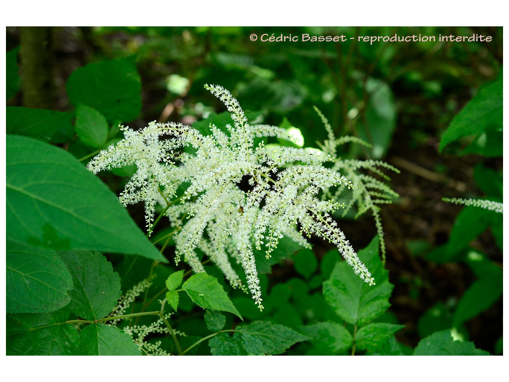 ASTILBE THUNBERGII