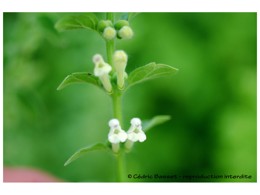 SCUTELLARIA ALBIDA TR7226