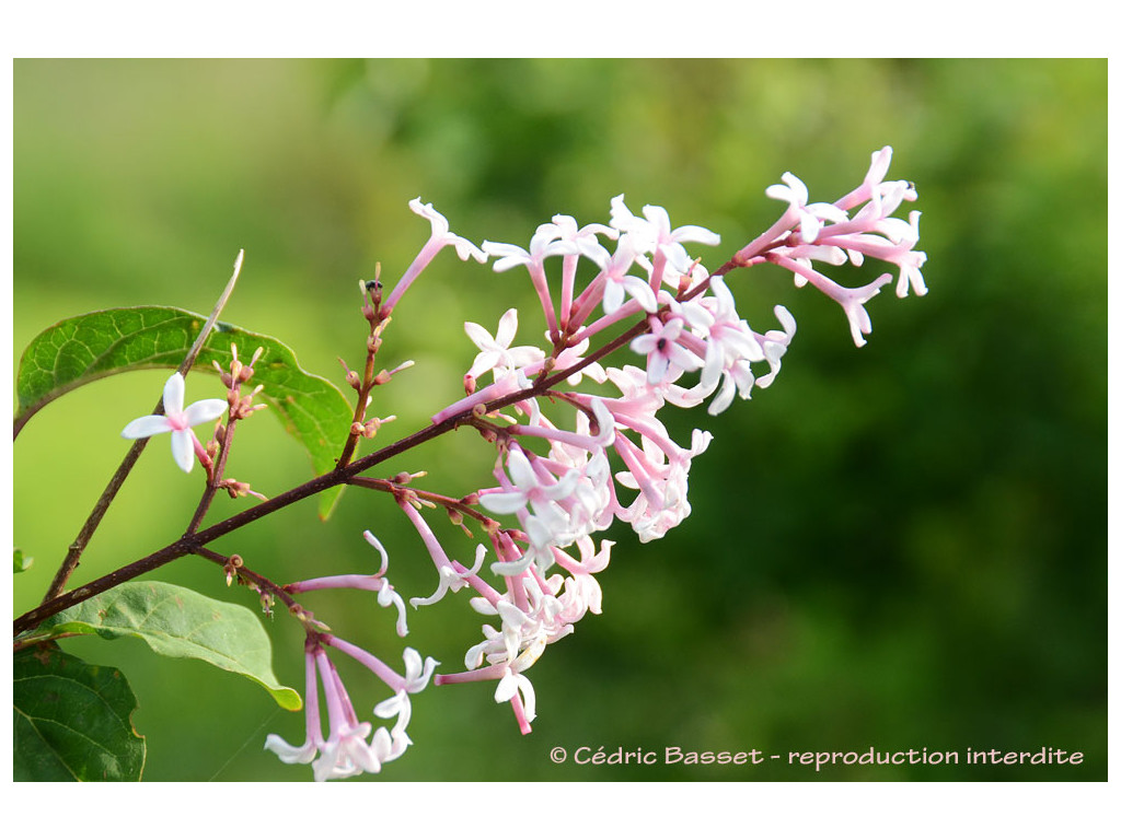 SYRINGA SWEGINZOWII CBCH094