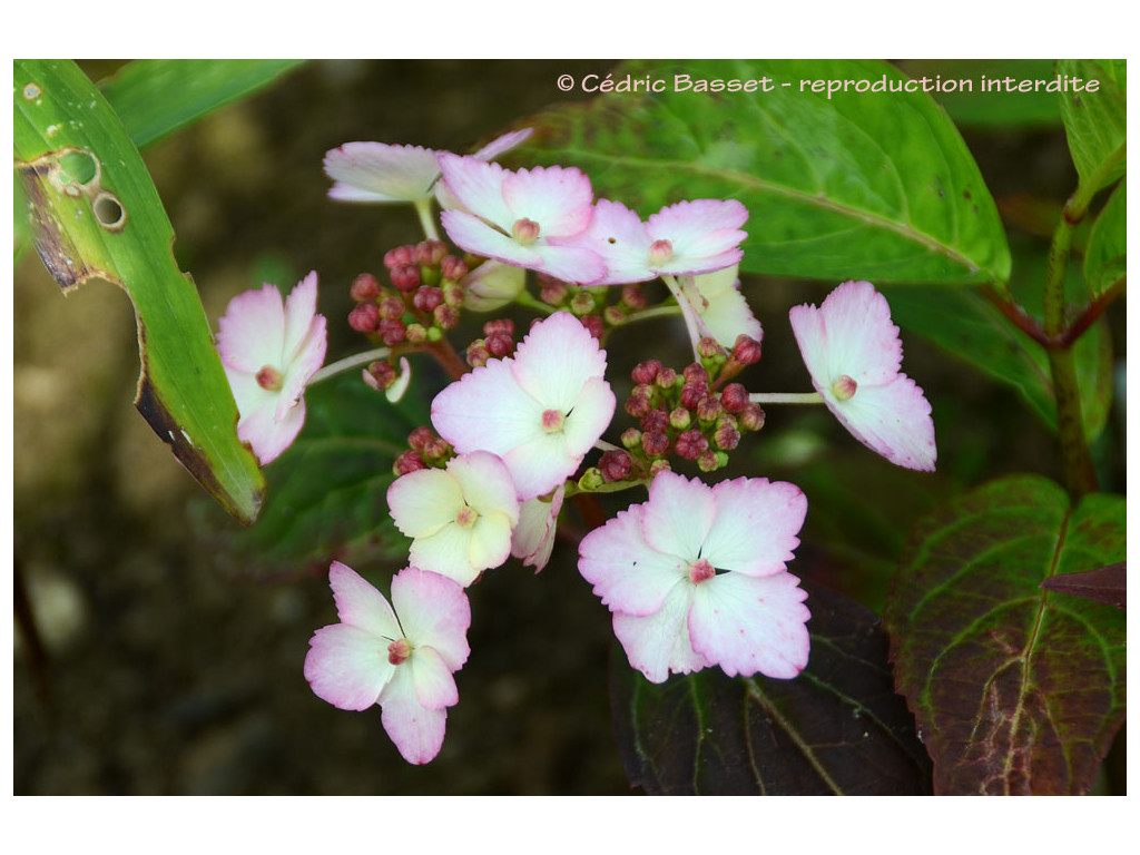 HYDRANGEA SERRATA 'IZU NO ODORIKO'