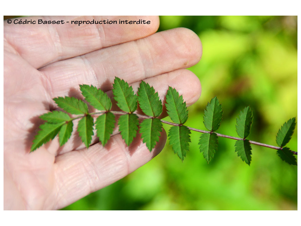 SORBUS sp. Chine CH6863