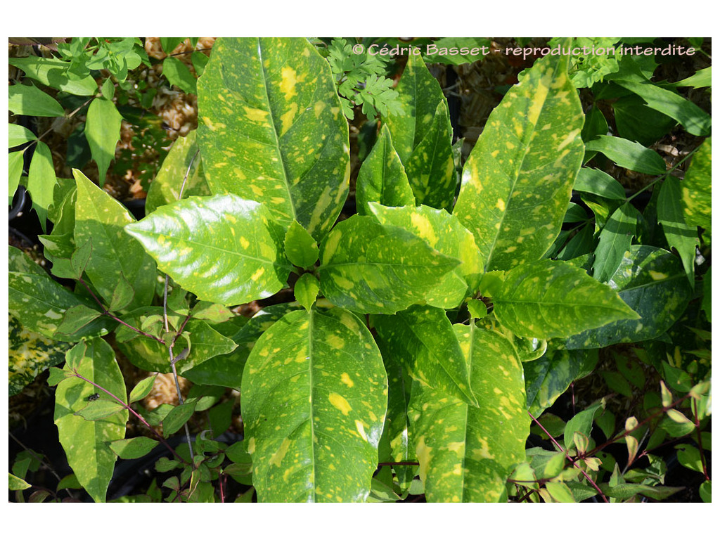 AUCUBA JAPONICA 'CRINKLED GOLDEN LEAF'