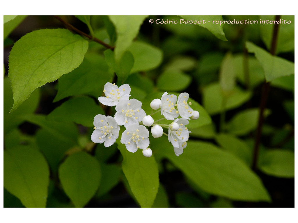 DEUTZIA AMURENSIS