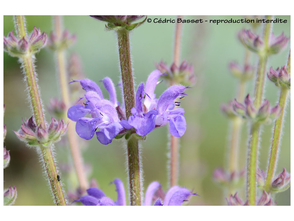 SALVIA ATRAPANA