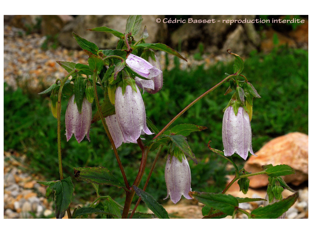 CAMPANULA PUNCTATA BSWJ7436