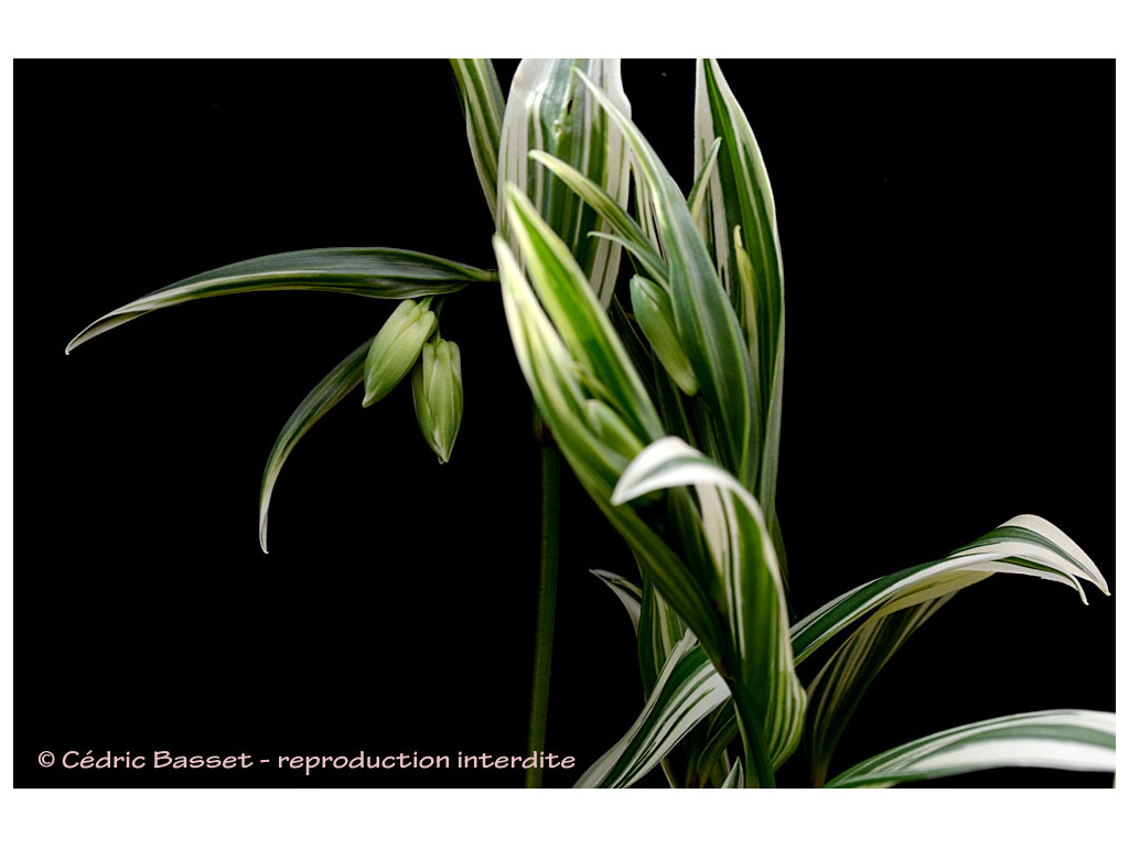 DISPORUM SESSILE 'VARIEGATUM'