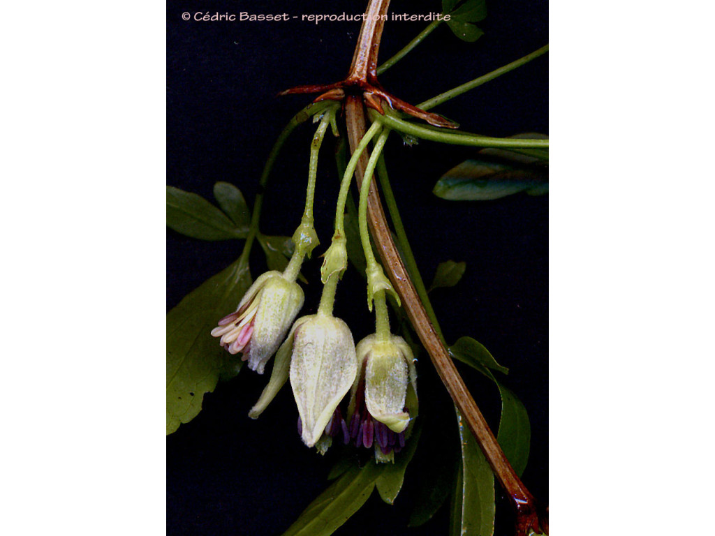 CLEMATIS NAPAULENSIS