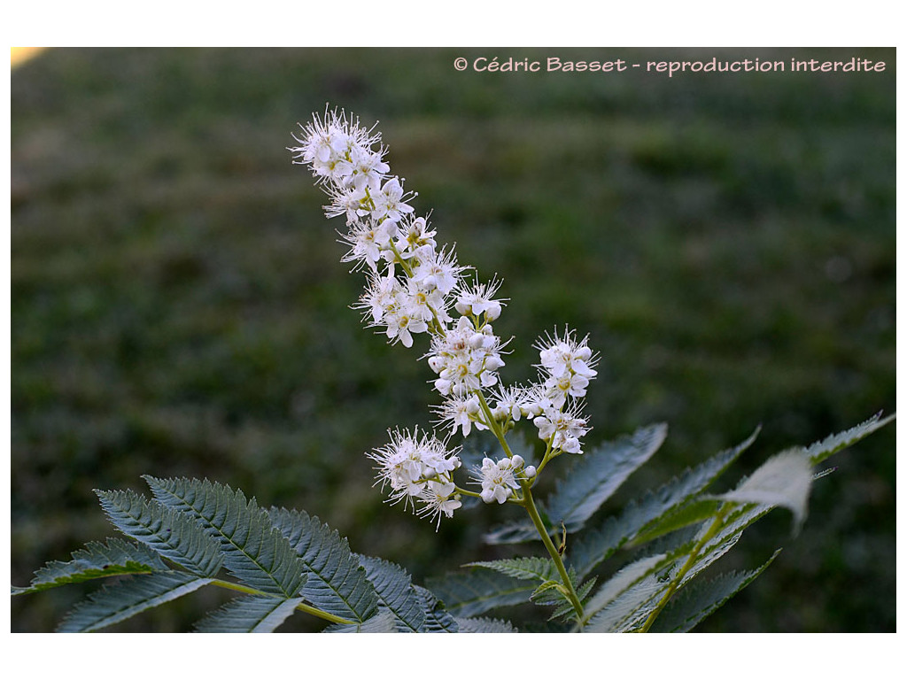 SORBARIA SORBIFOLIA