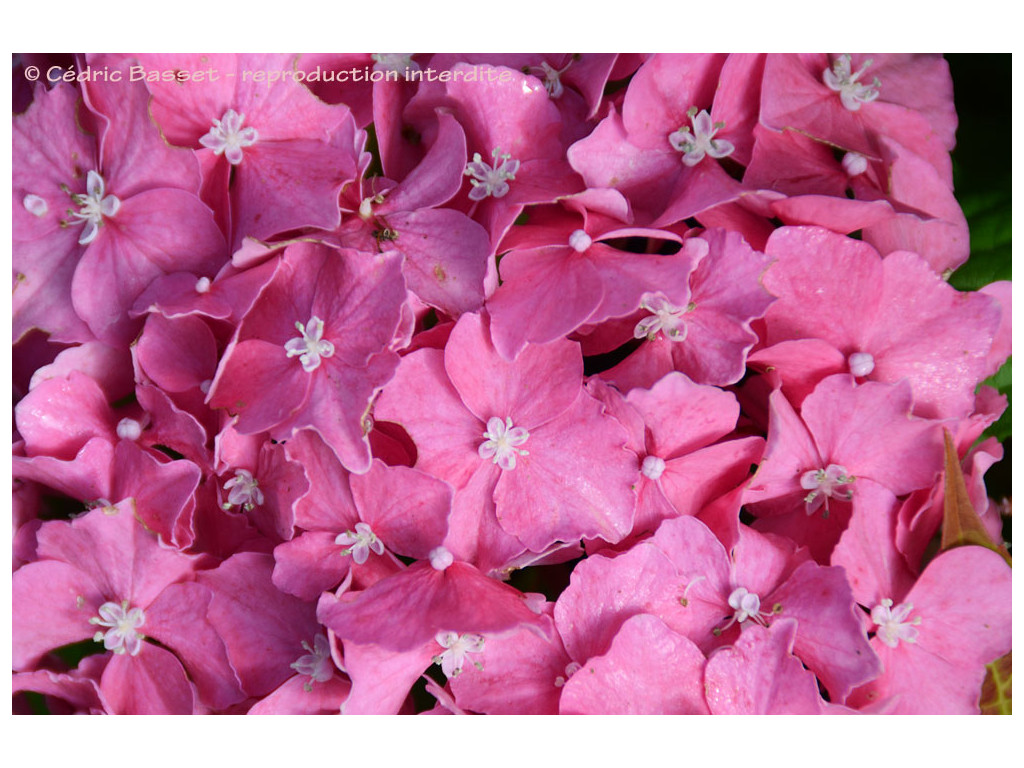 HYDRANGEA MACROPHYLLA 'SETZUKA YAE'