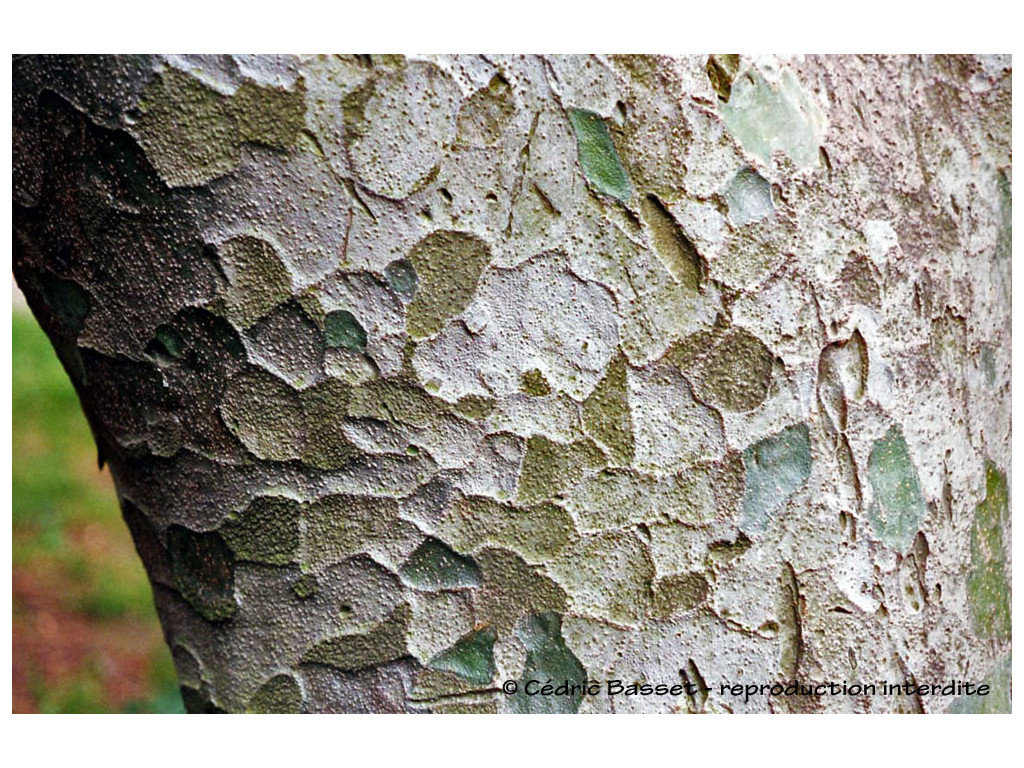 PINUS BUNGEANA