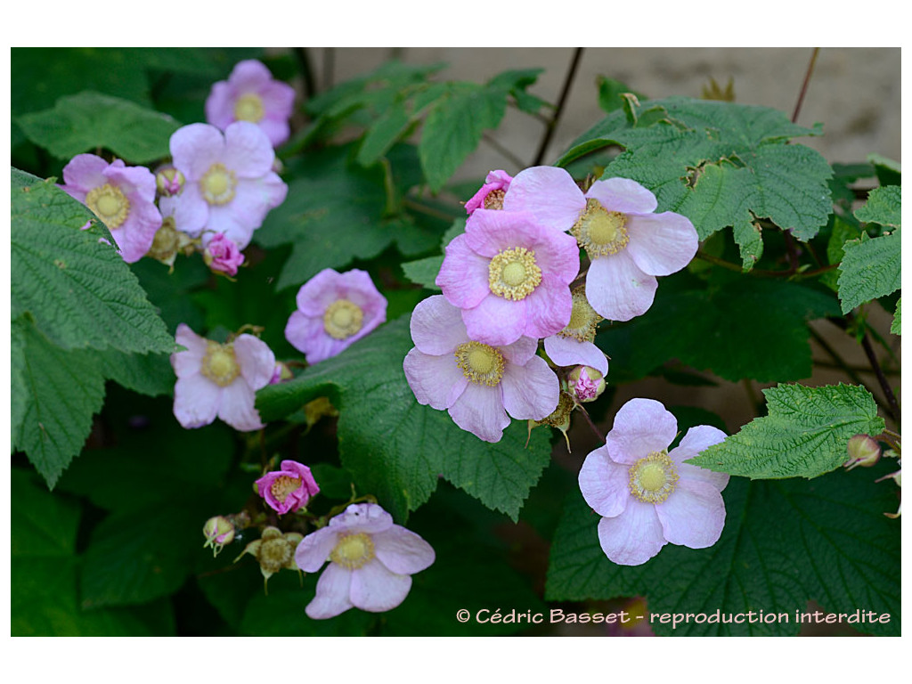 RUBUS ODORATUS