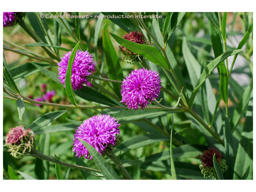 VERNONIA GIGANTEA