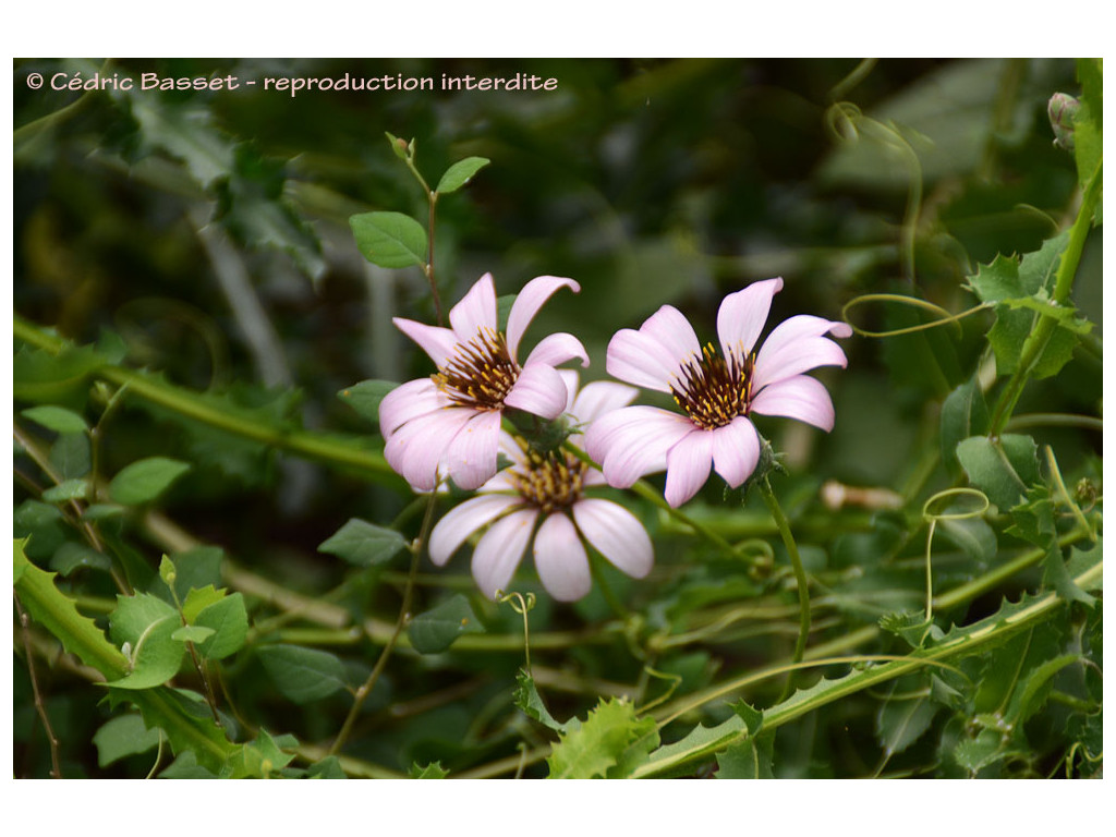 MUTISIA SPINOSA