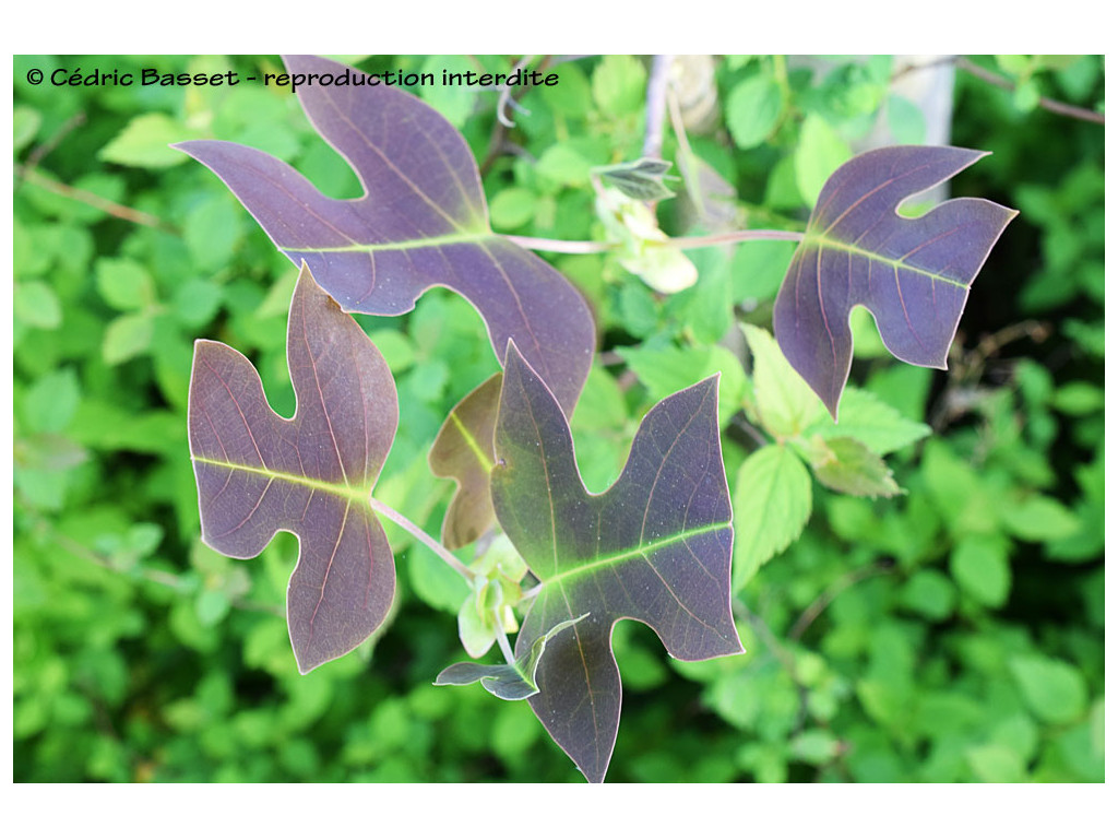 LIRIODENDRON CHINENSE - tulipier de Chine