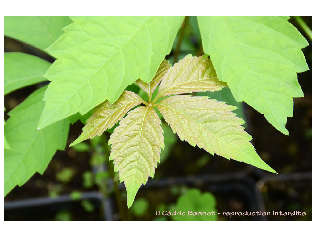 PARTHENOCISSUS VITACEA