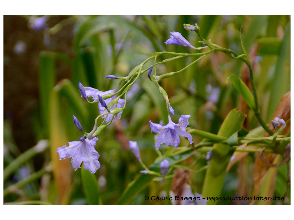 IRIS CONFUSA 'MARTYN RIX'