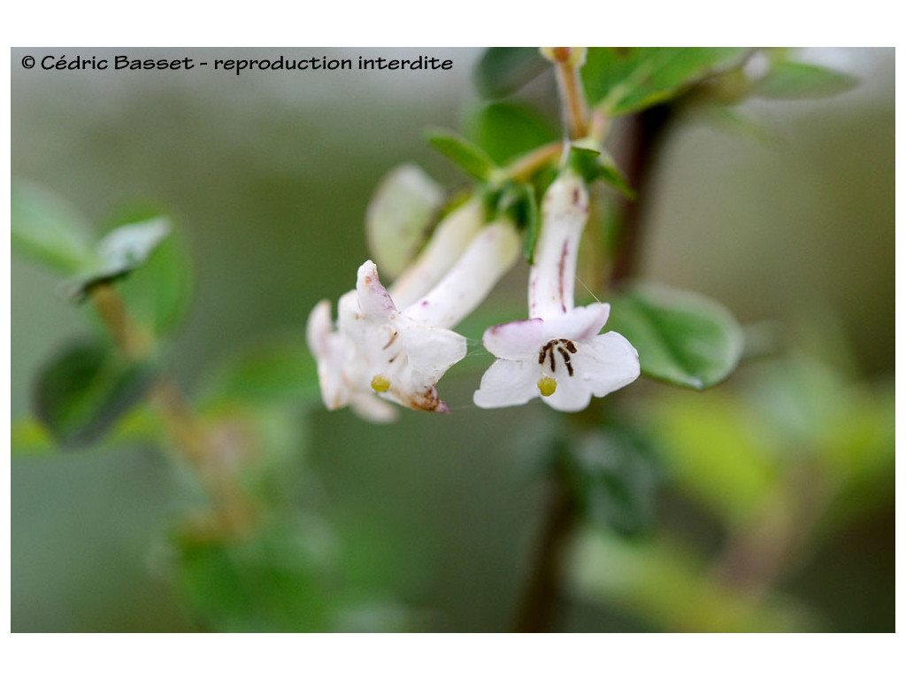 LONICERA TOMENTELLA