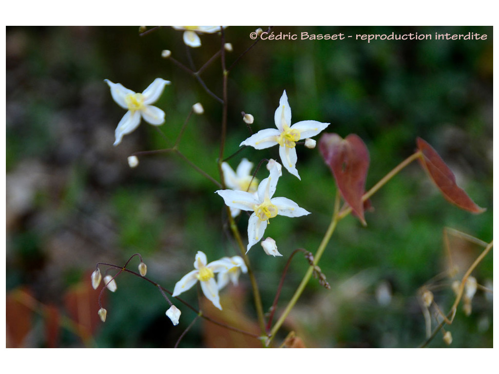 EPIMEDIUM 'ZACHARI'