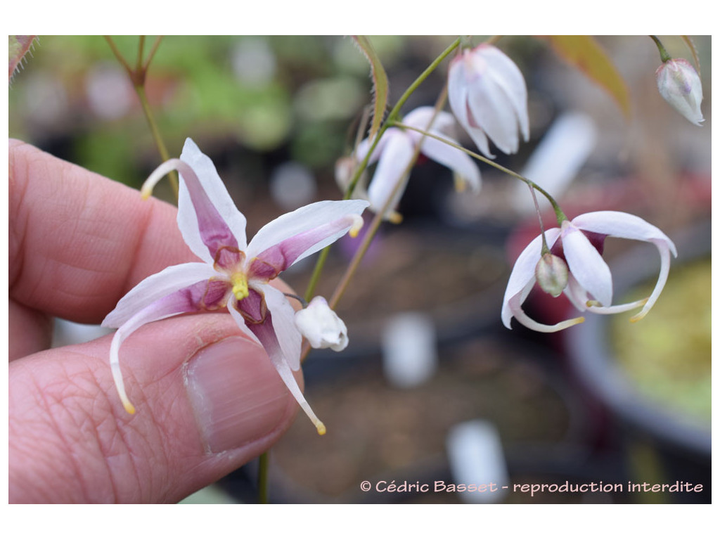 EPIMEDIUM PSEUDO-WUSHANENSE