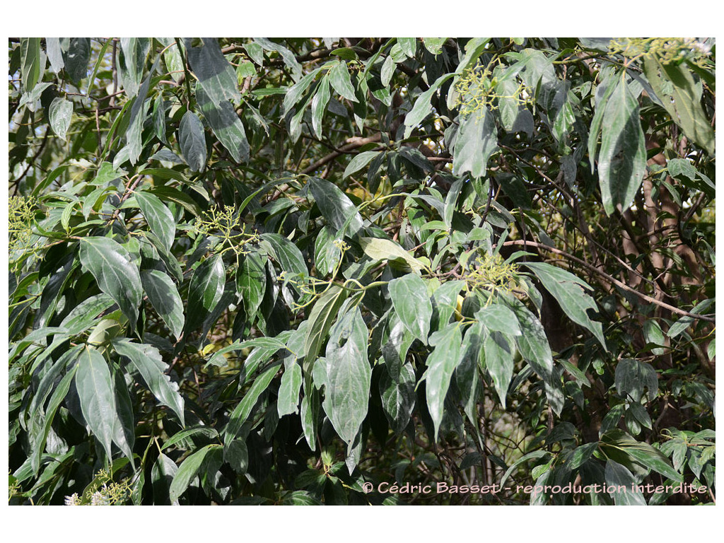 VIBURNUM CYLINDRICUM Arunachal Pradesh