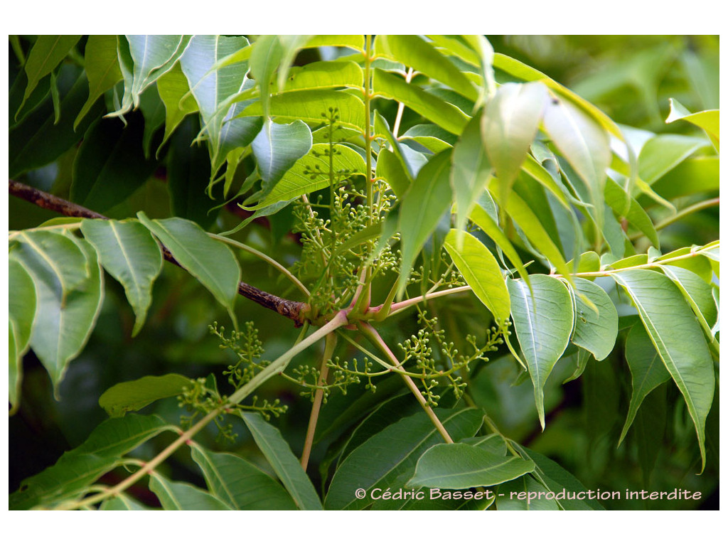 RHUS SUCCEDANEA TW7623