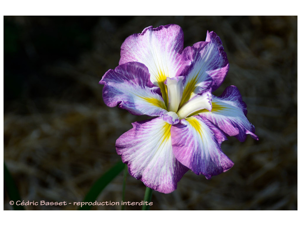 IRIS ENSATA 'CHOSENDEN'