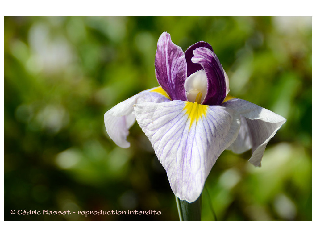 IRIS ENSATA 'GEISHA GOWN'