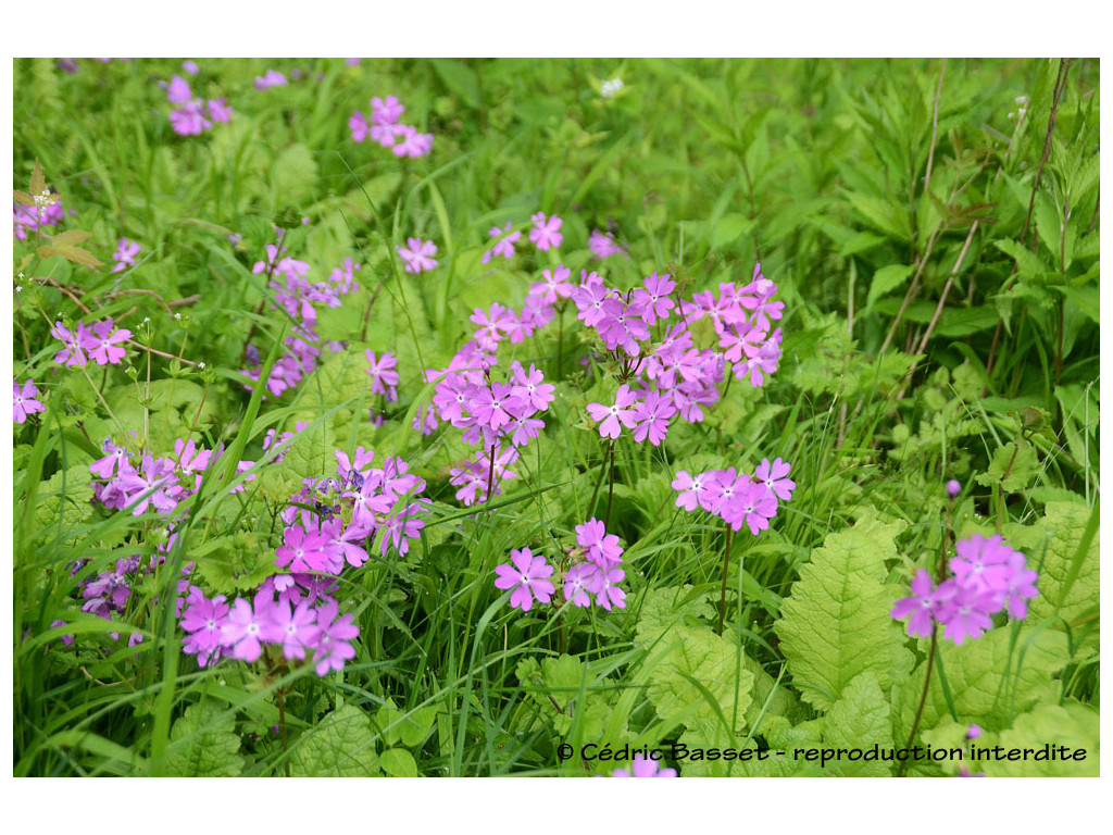 PRIMULA SIEBOLDII KR7468