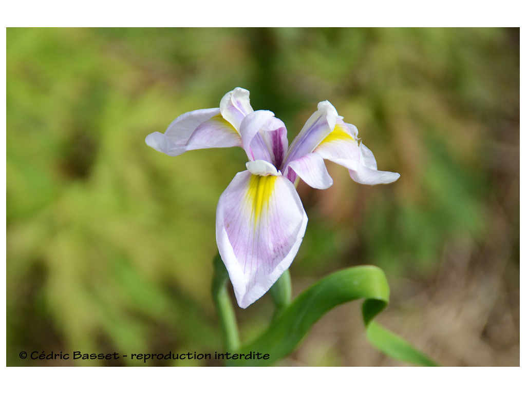 IRIS ENSATA DEWA NO HIMEGIMI