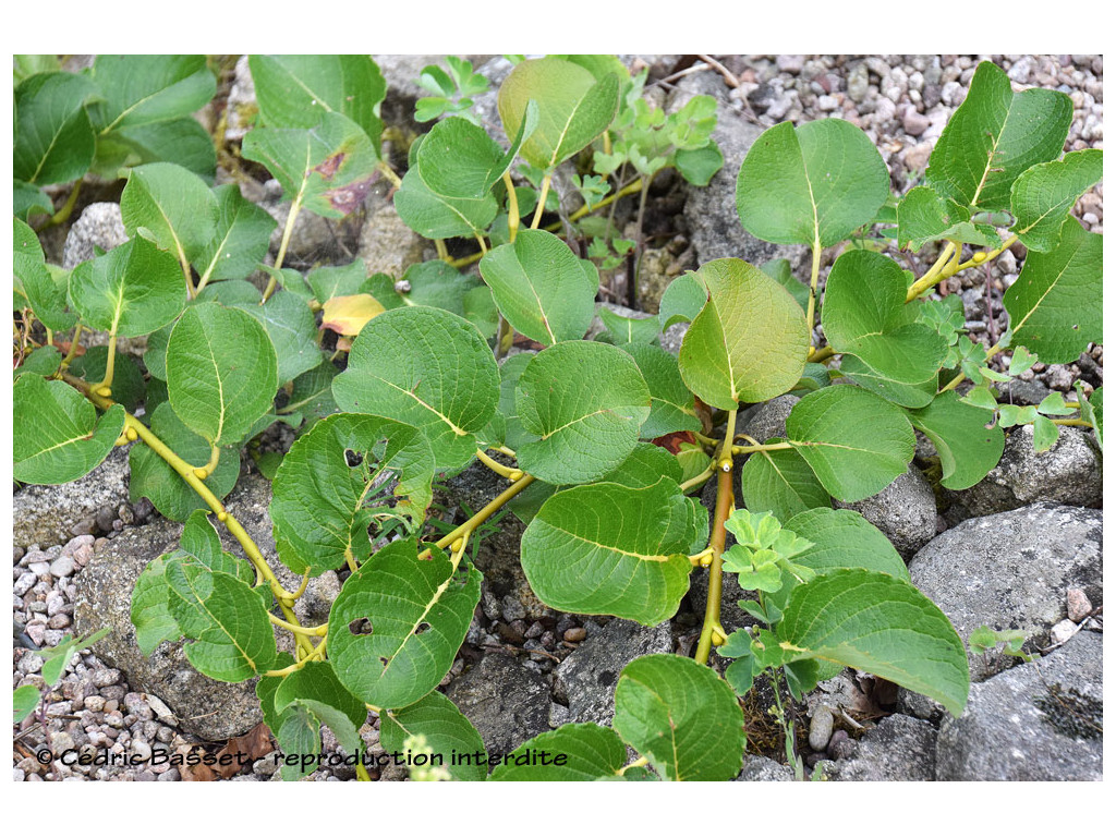 SALIX NAKAMURANA