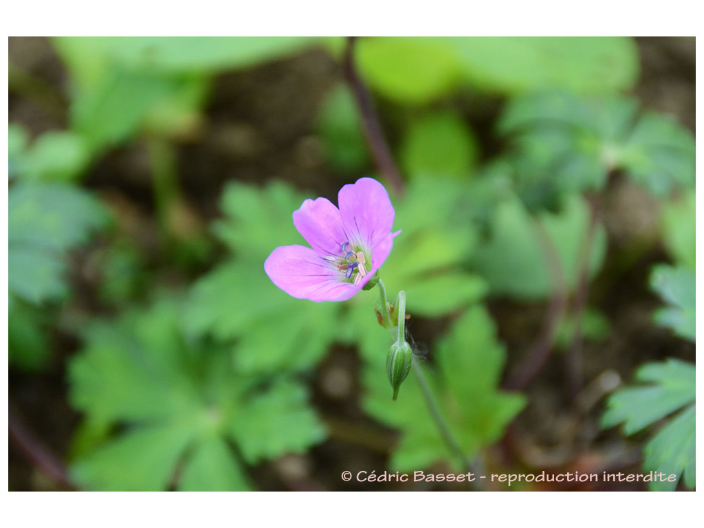 GERANIUM sp. Chine