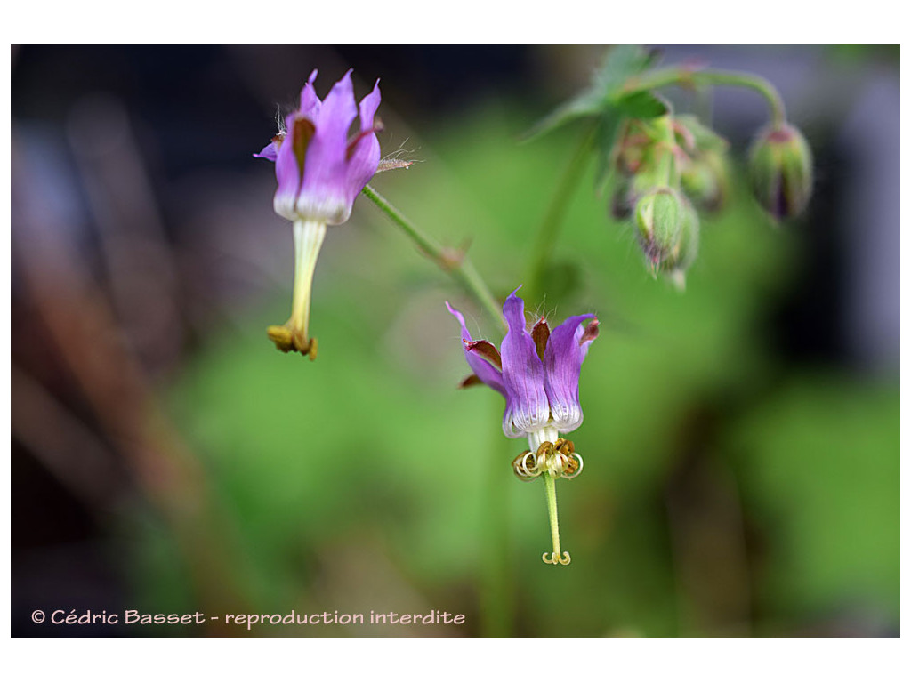 GERANIUM REFLEXUM MKD5561