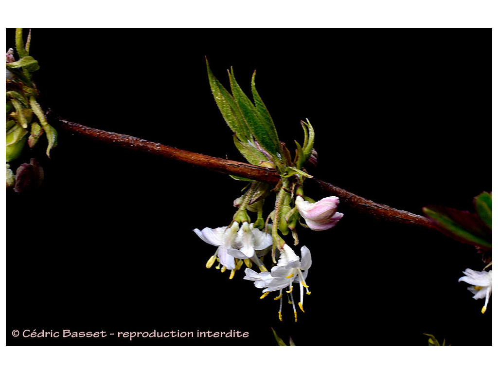 LONICERA STANDISHII var.LANCIFOLIA