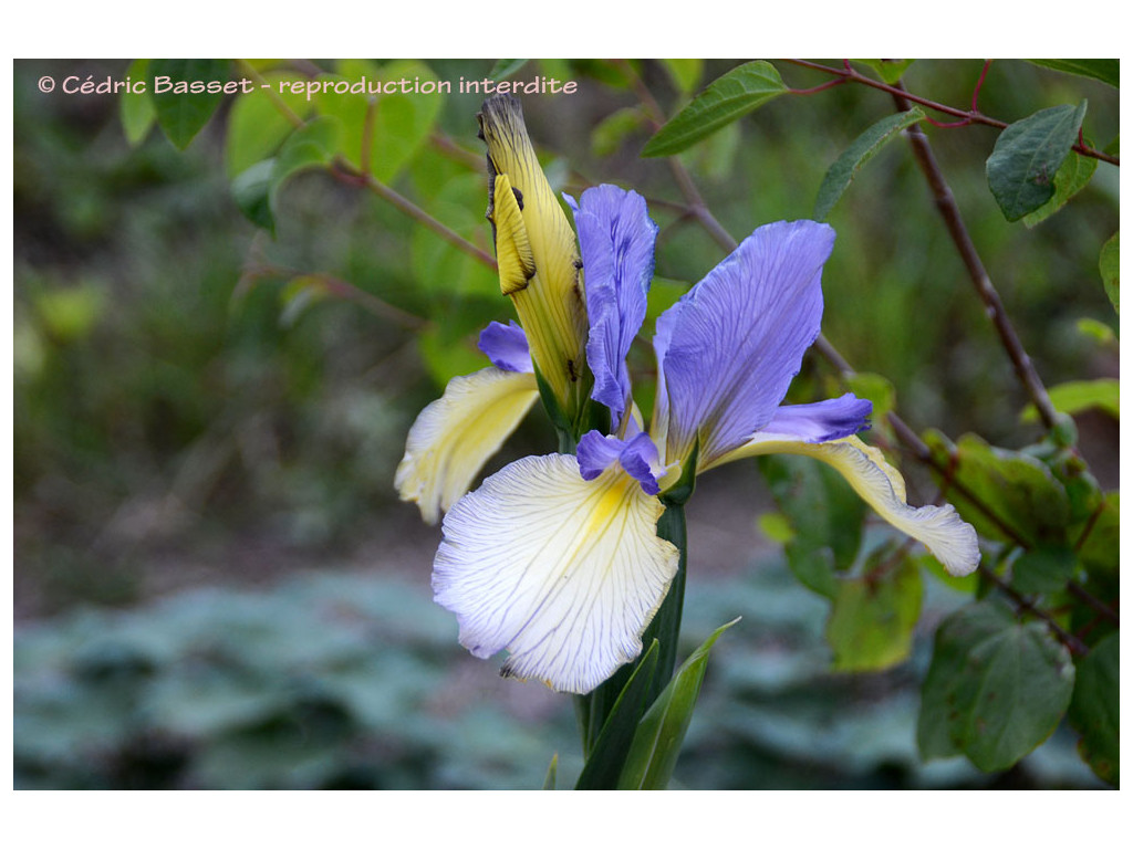 IRIS SPURIA 'SPADILLE'