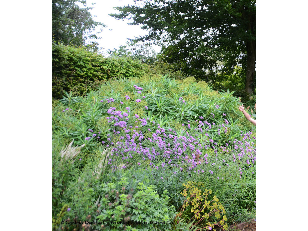 EUPHORBIA STYGIANA ssp. SANTAMARIAE