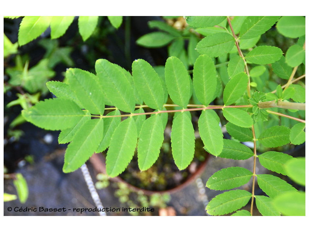 SORBUS GLOMERATA