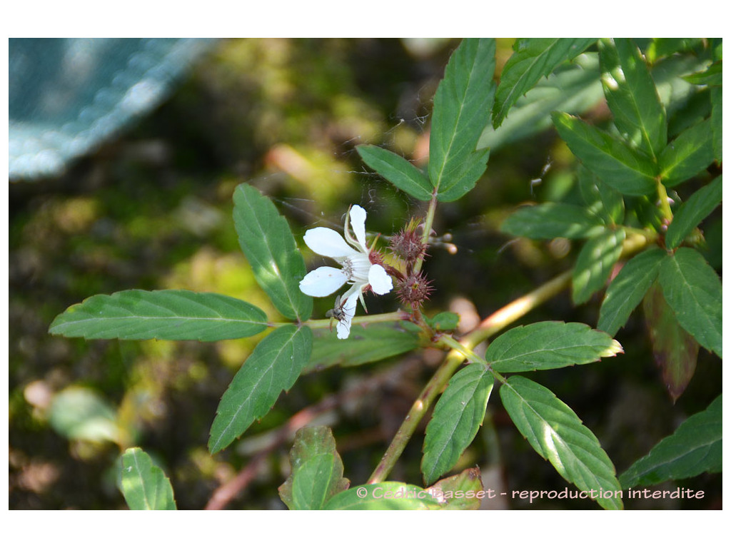 RUBUS sp. Yunnan