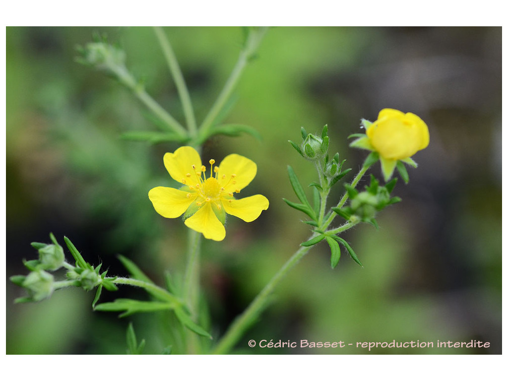 POTENTILLA PAMIRICA TJK7278