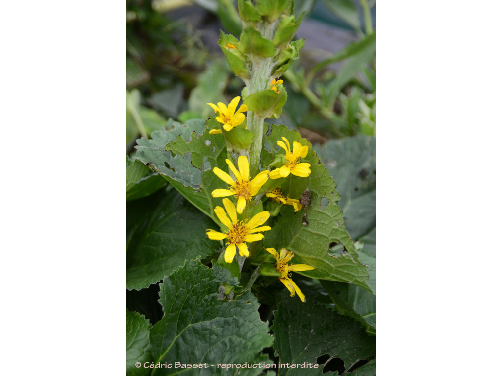 LIGULARIA FISCHERI var.MEGALORHIZA BSWJ1158