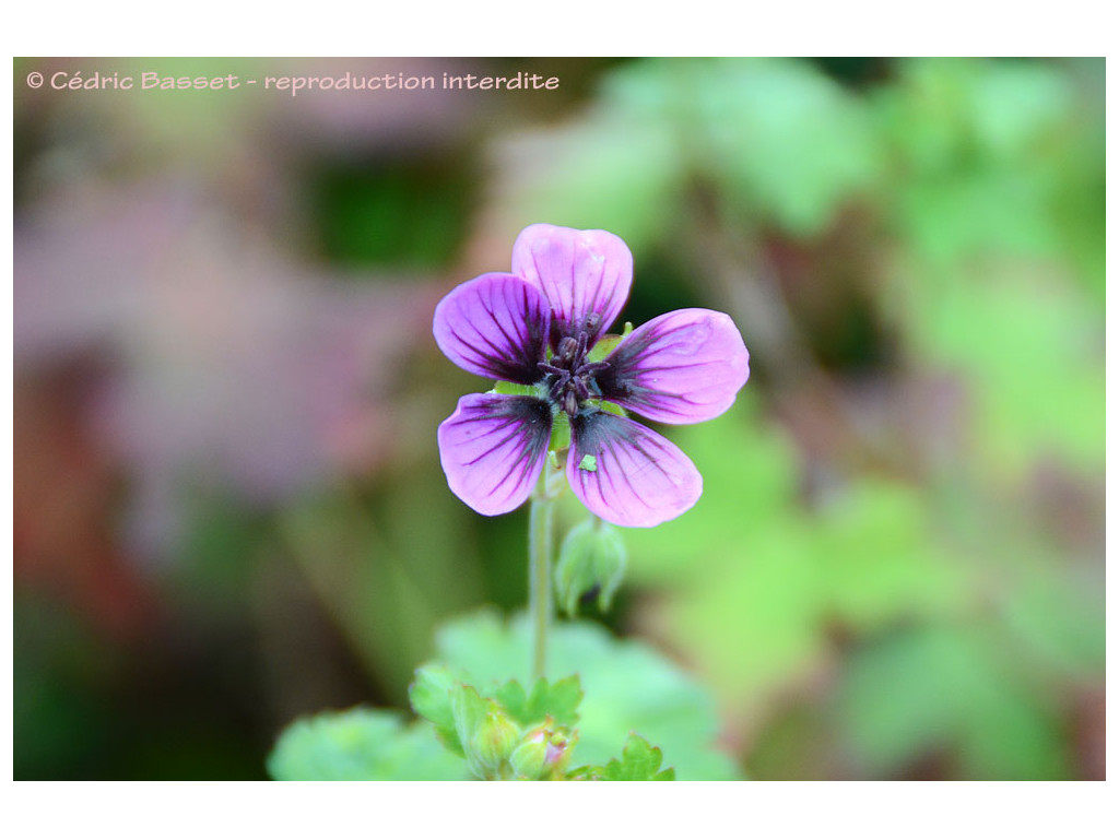 GERANIUM PROCURRENS