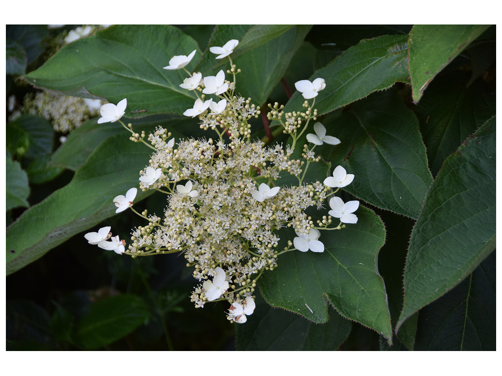 HYDRANGEA HETEROMALLA 'TONY SCHILLING'