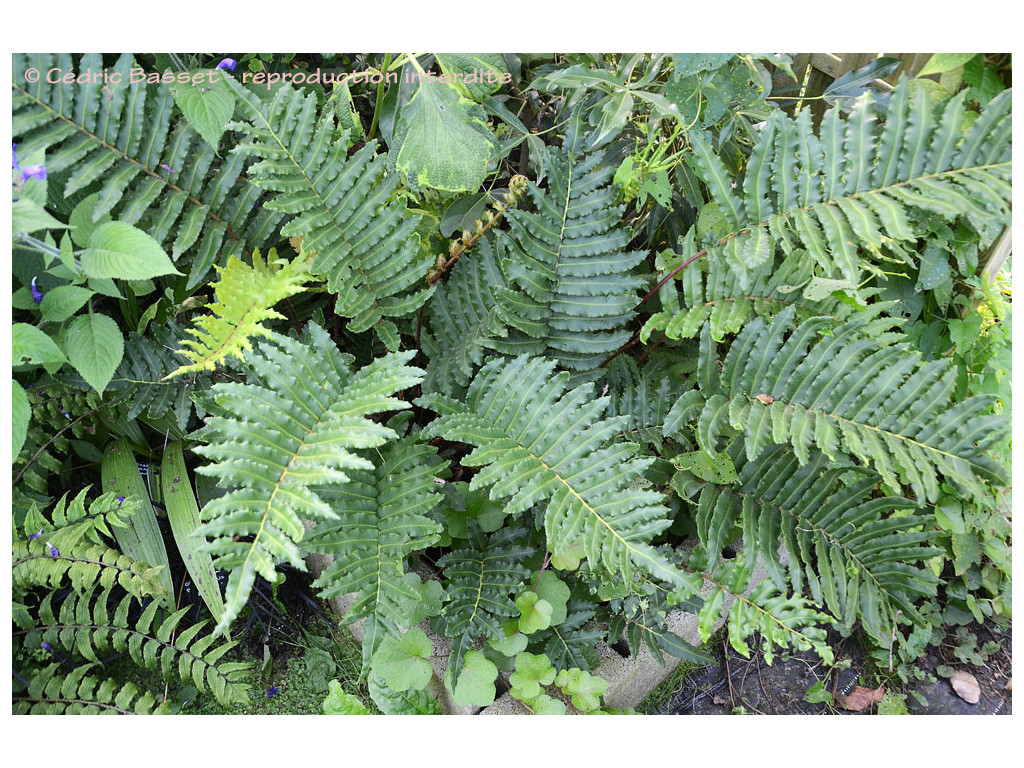 BLECHNUM CORDATUM