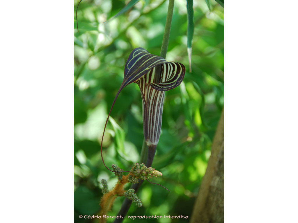 ARISAEMA CILIATUM var.LIUBAENSE