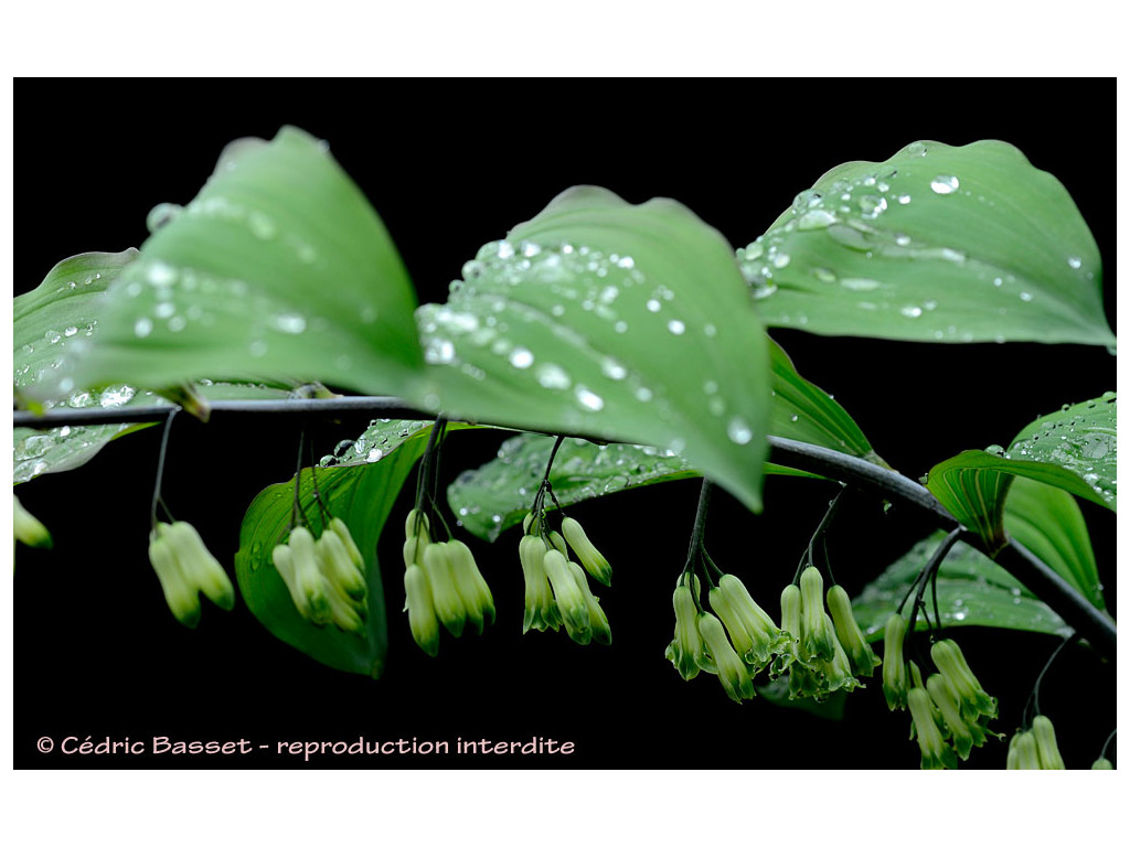 POLYGONATUM x HYBRIDUM 'BETBERG'