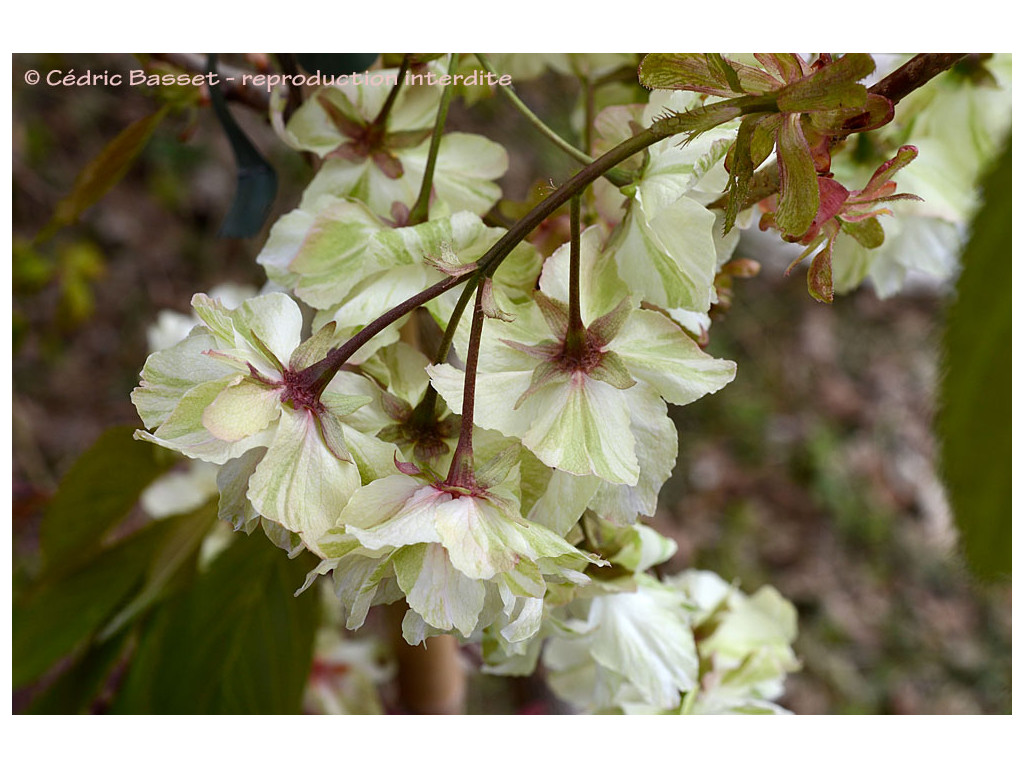 PRUNUS 'GYOIKO'