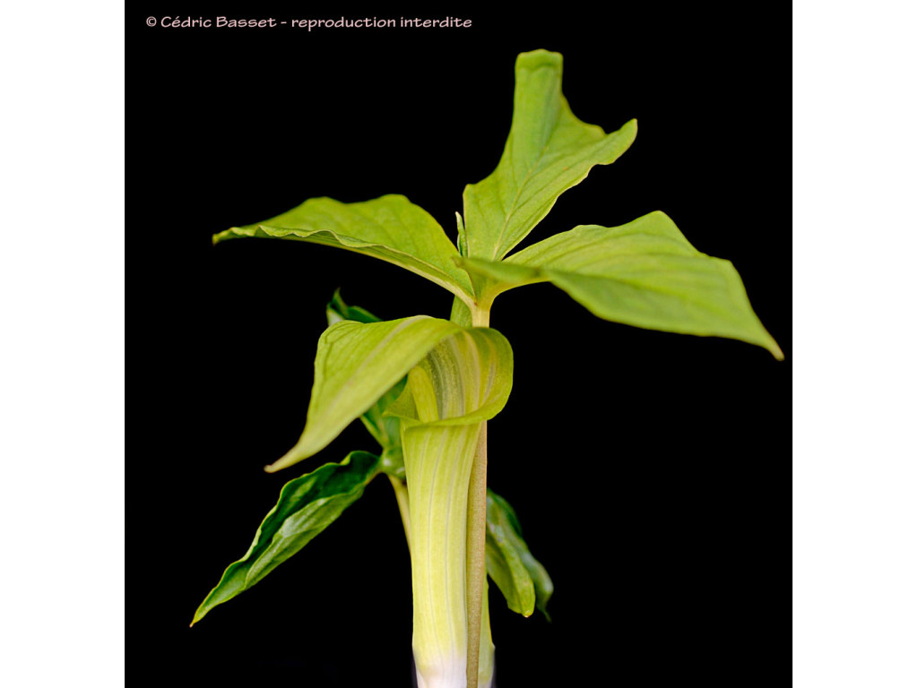 ARISAEMA AMURENSE