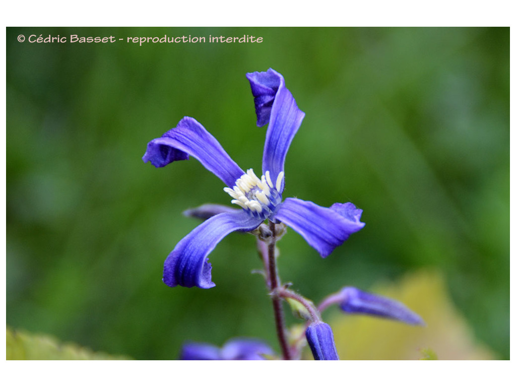 CLEMATIS HERACLEIFOLIA 'CHINA PURPLE'